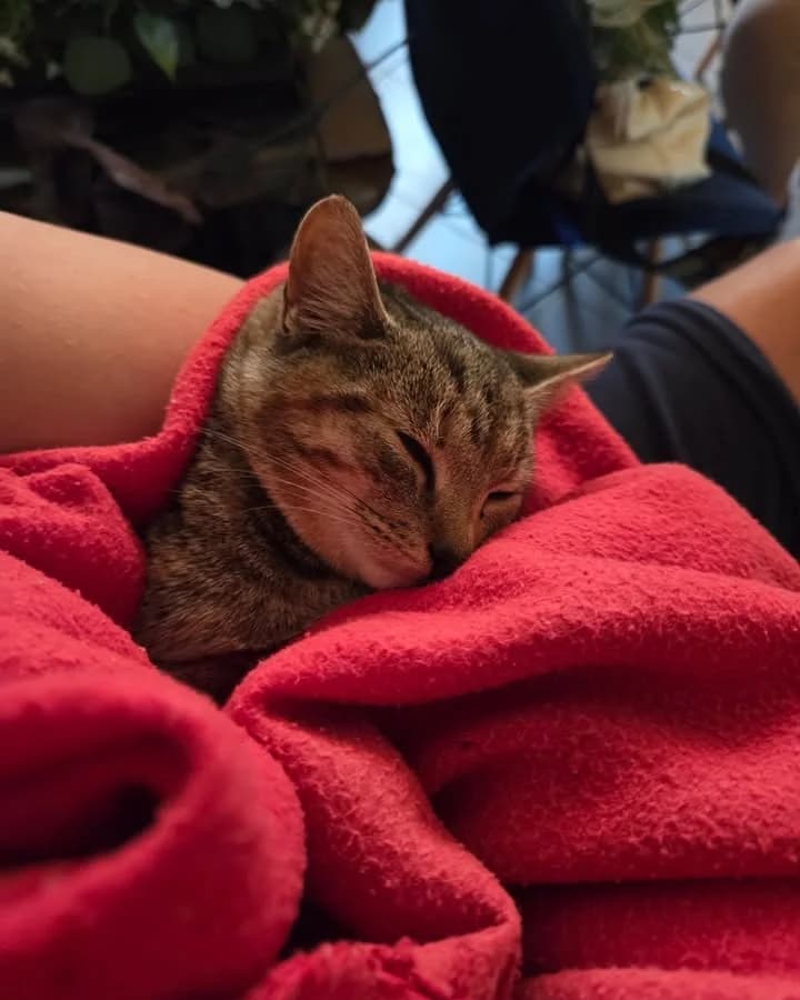 Zdjęcie posta 656736117738253_1394010636057313